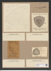 Stictodiscus pulchellus Truan et Witt. (de-Toni-Nr.: Genus 205, Species 5249) Zeichnungen Sammlung Grunow Nr. 9041 (NHMW-BOT-W0378769)